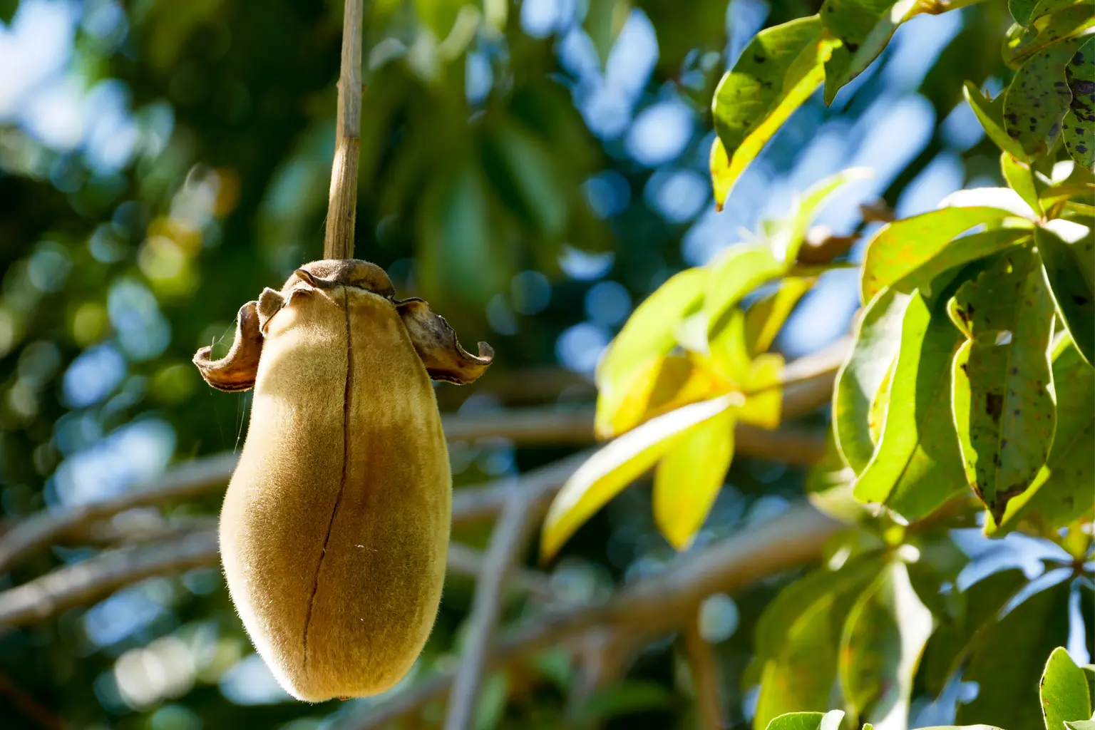 fruit-du-baobab