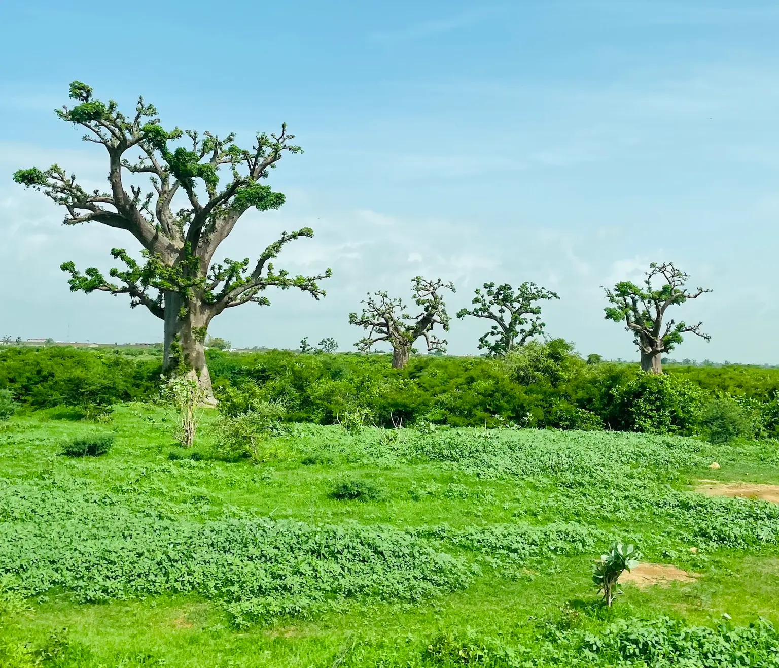 baobab-2