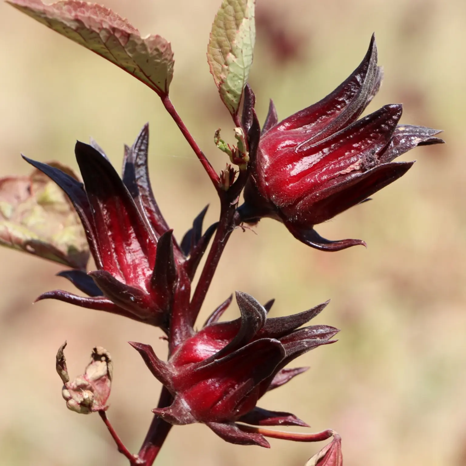 feuille-hibiscus