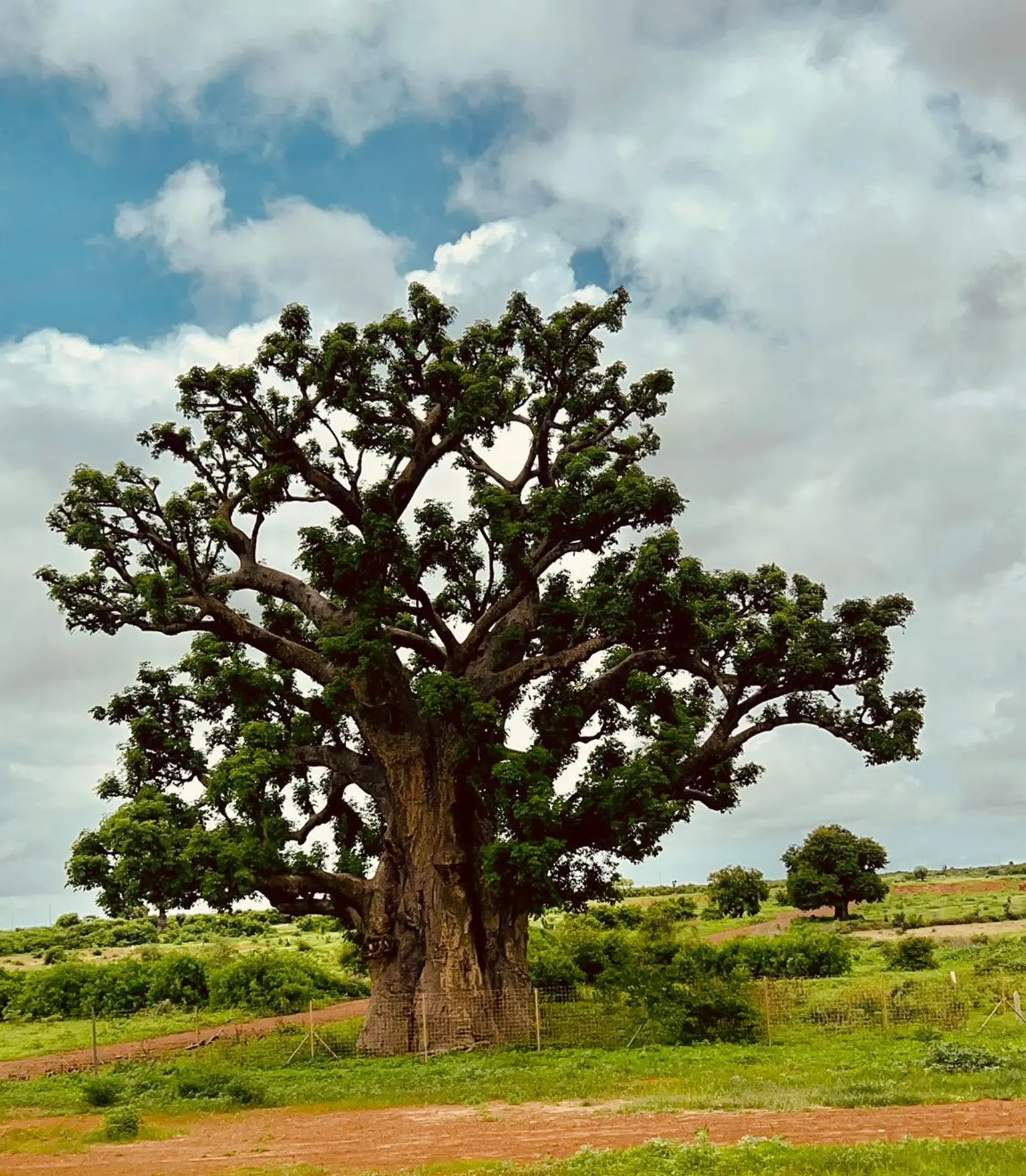 baobab