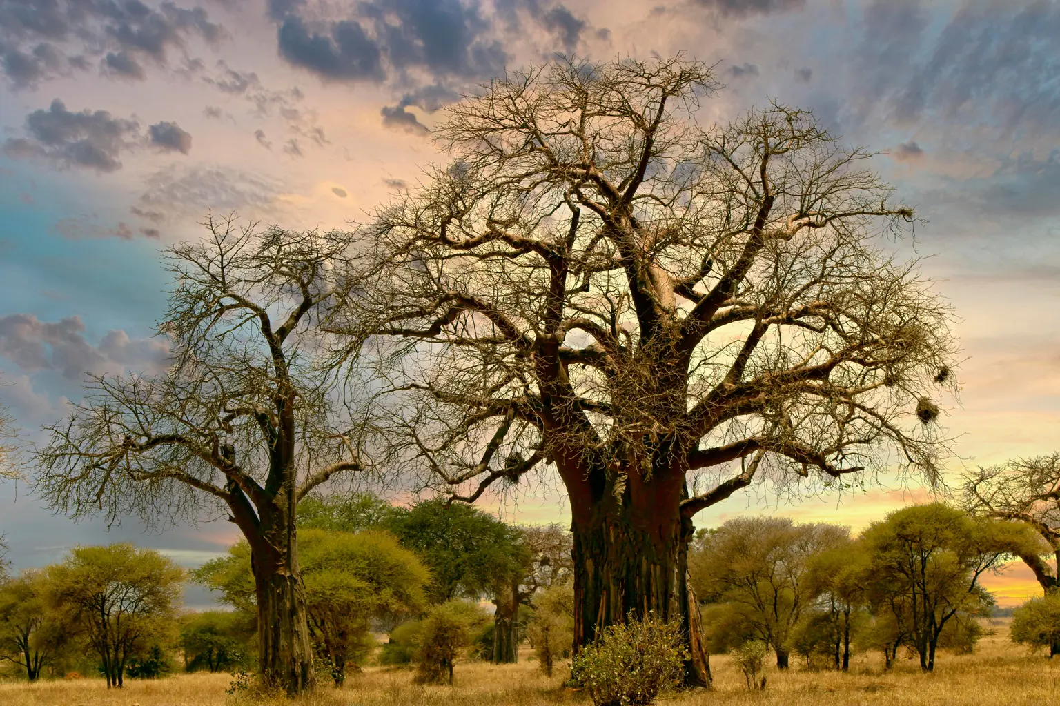 arbre baobab